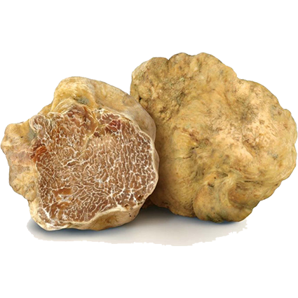 Trufa blanca