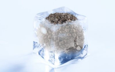 ¿Se puede congelar la trufa fresca?